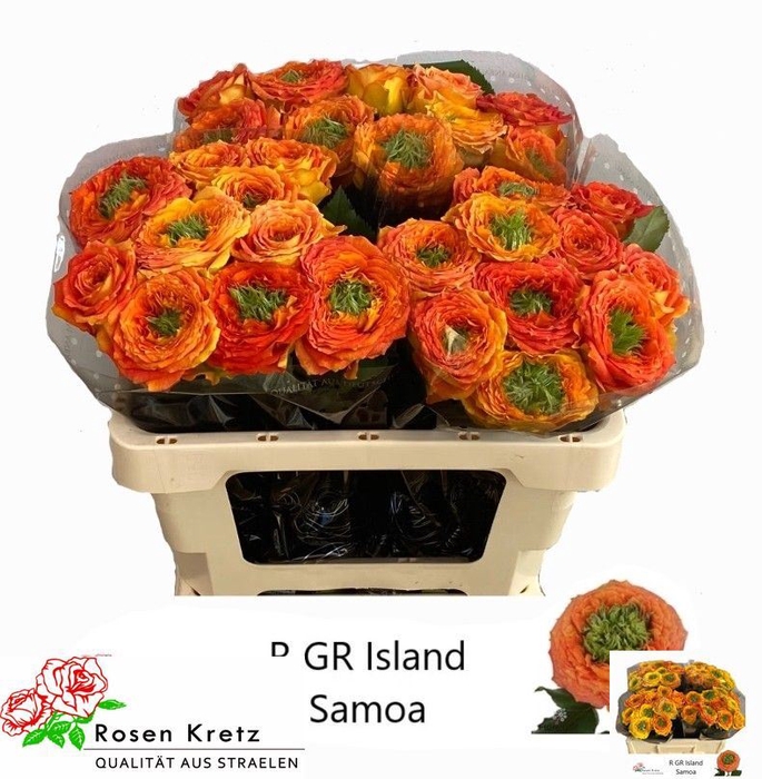 <h4>Rs gr Green Island Samoa</h4>
