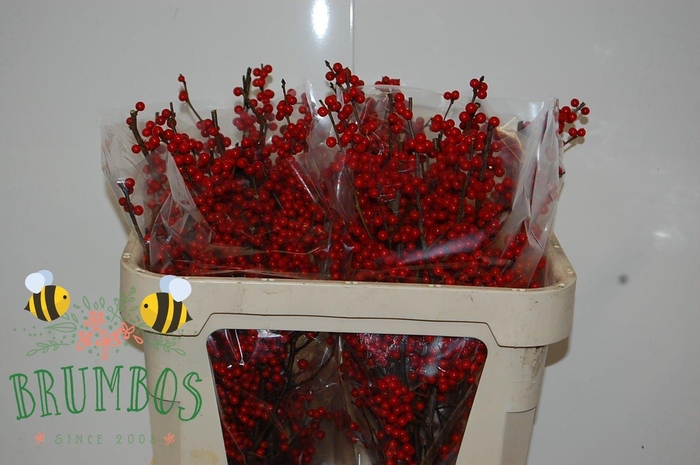 <h4>ILEX MAG CRIMSON</h4>