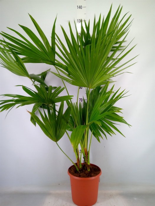 <h4>Livistona rotundifolia</h4>