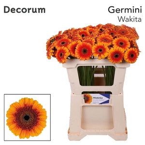 Ge Mi Wakita 07 CM,(NL),MPS C,(20)