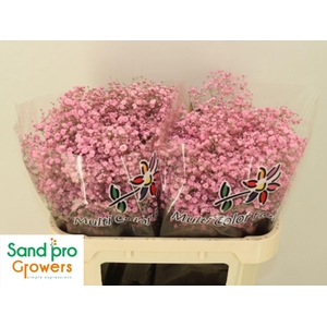 GYPS GROF PAINT GYPS KLB H%,20 GR.