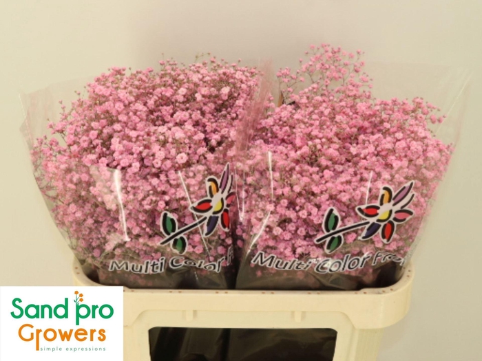 <h4>GYPS GROF PAINT GYPS KLB H%,20 GR.</h4>