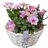 Arrangementen Perkplanten mand PTPP6964 Dianthus, Osteospermum, Petunia
