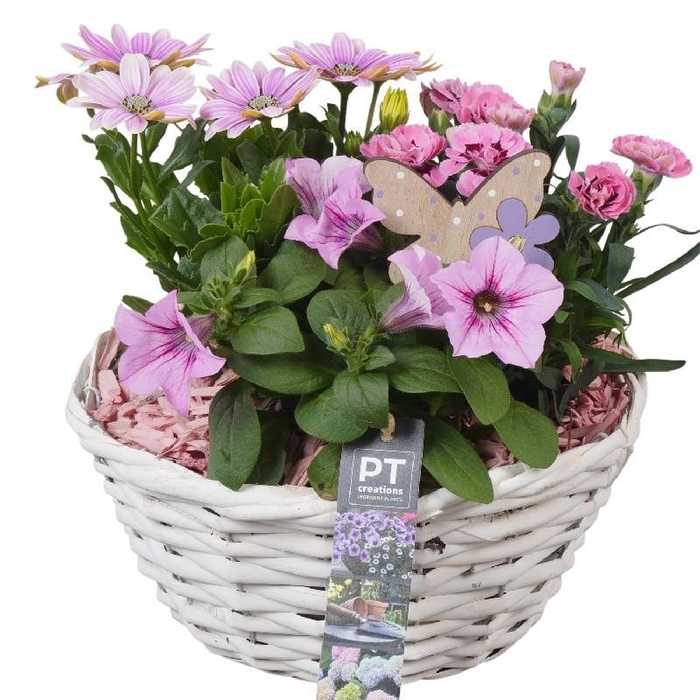 Arrangementen Perkplanten mand PTPP6964 Dianthus, Osteospermum, Petunia