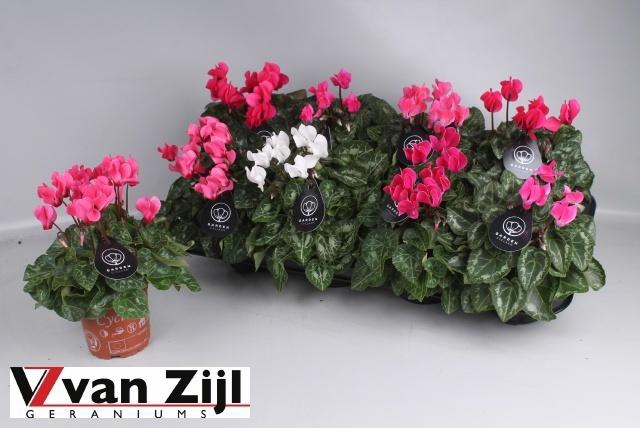 <h4>CYCL KL GARDEN</h4>
