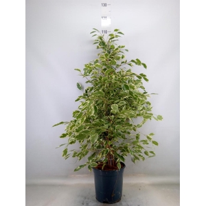 Ficus benja. 'Twilight'