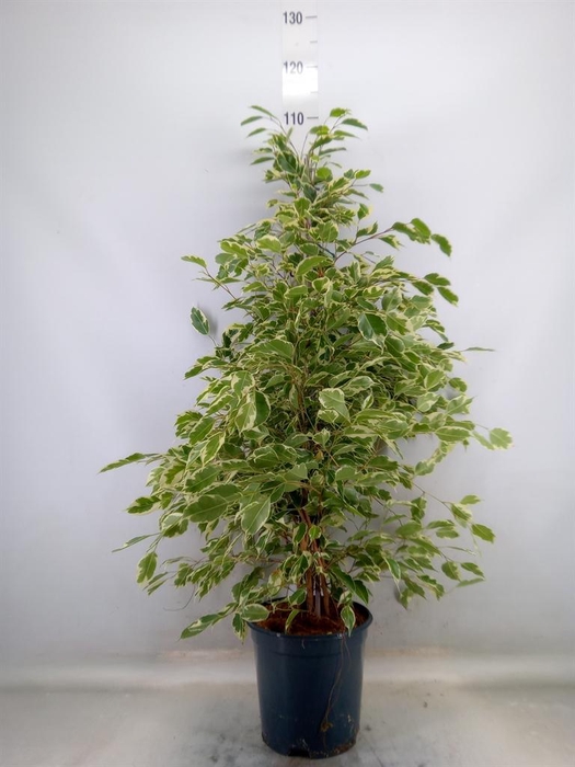 <h4>Ficus benja. 'Twilight'</h4>