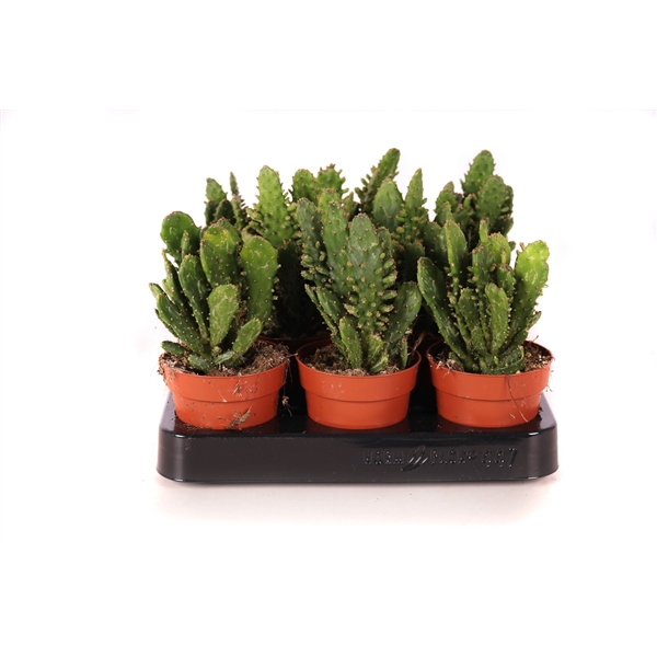 <h4>Opuntia monacantha 8,5 cm</h4>