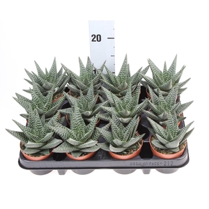 xGasterhaworthia  'Royal Highness'