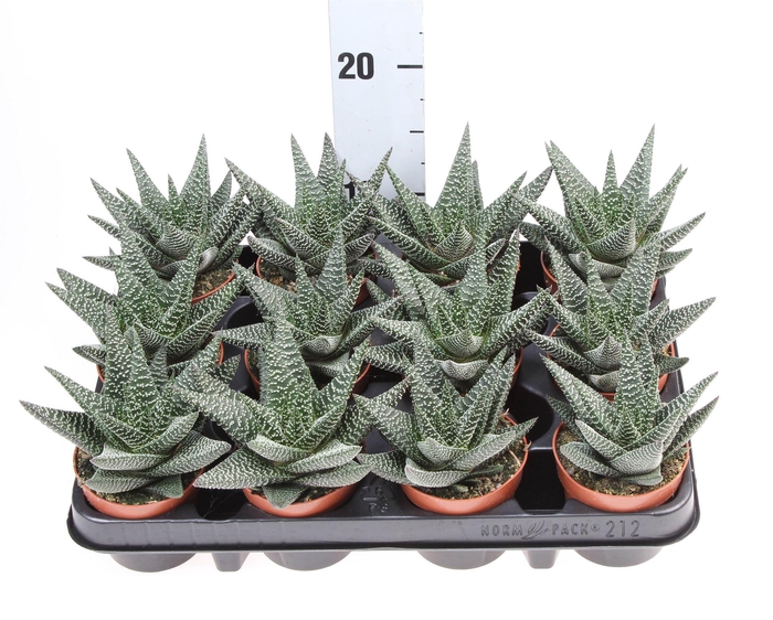 <h4>xGasterhaworthia  'Royal Highness'</h4>