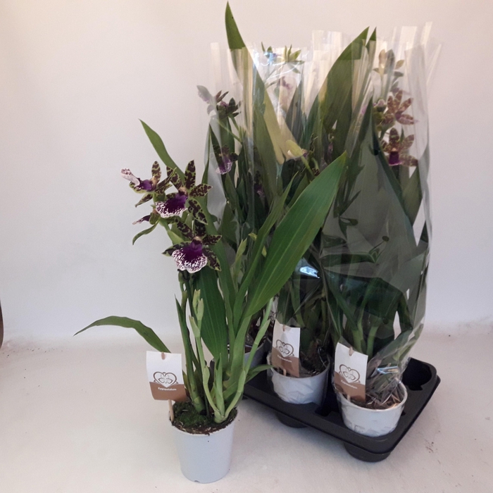 <h4>ZYGOP LOUISENDORF</h4>