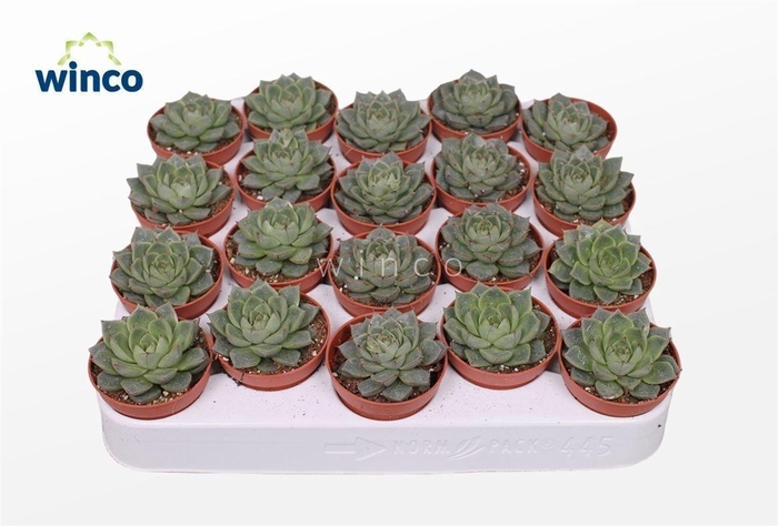 <h4>Echeveria Fabiola</h4>