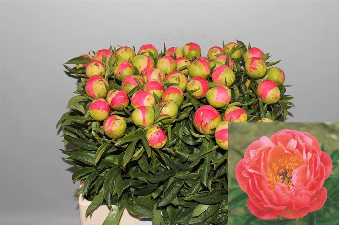 <h4>Paeo L Coral Sunset</h4>