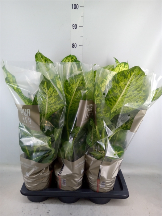 <h4>Dieffenbachia  'Mars'</h4>