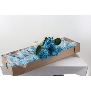 Hydr Aqua Tinted Select Box