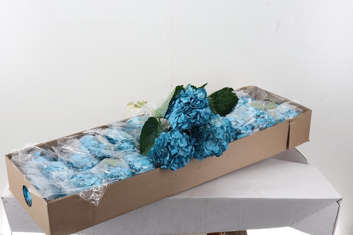 <h4>Hydr Aqua Tinted Select Box</h4>