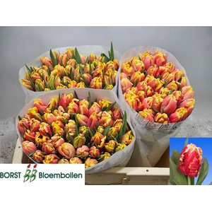 TU PA DEE JAY PARROT