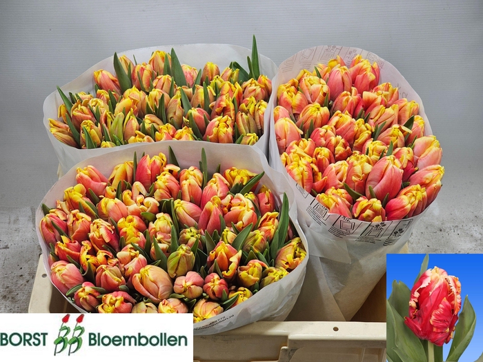 <h4>TU PA DEE JAY PARROT</h4>