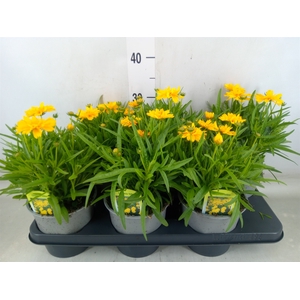 Coreopsis grand. 'Presto'