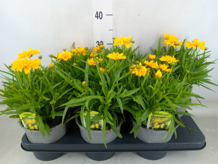 <h4>Coreopsis grand. 'Presto'</h4>