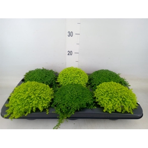 Soleirolia soleirolii   ...mix 2