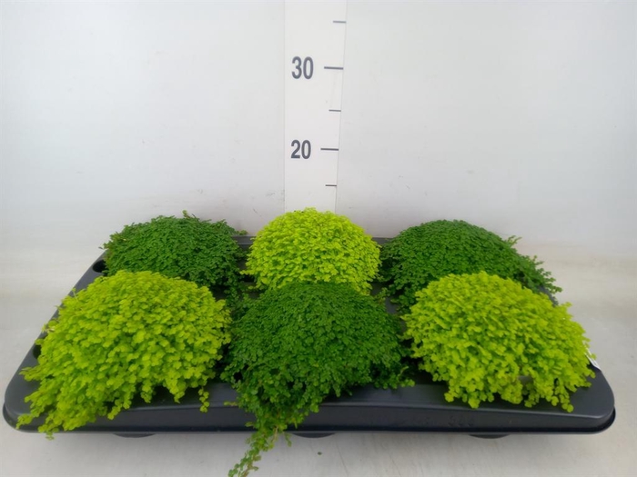 <h4>Soleirolia soleirolii   ...mix 2</h4>