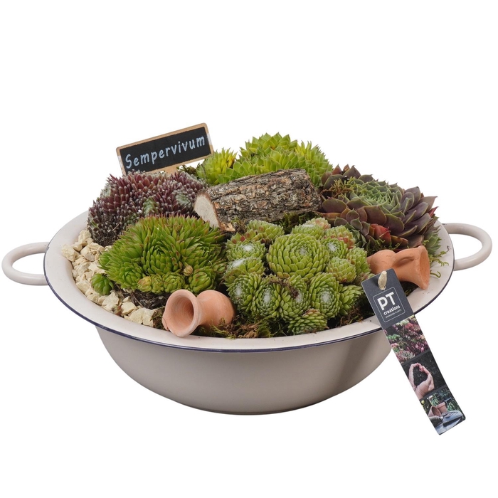 <h4>PTS7324 Arrangement Sempervivum in metalen schaal</h4>