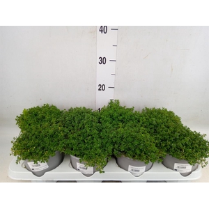 Thymus praecox 'Doone Valley'