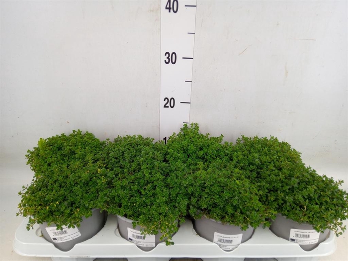 <h4>Thymus praecox 'Doone Valley'</h4>