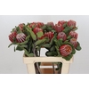 Banksia Coccinea