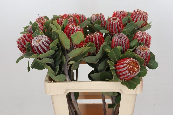 <h4>Banksia Coccinea</h4>