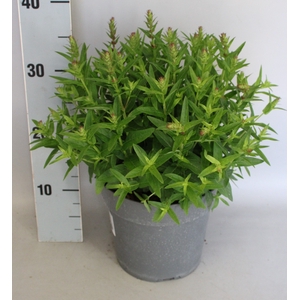 vaste planten 19 cm  Lythrum salicaria 'Robin'