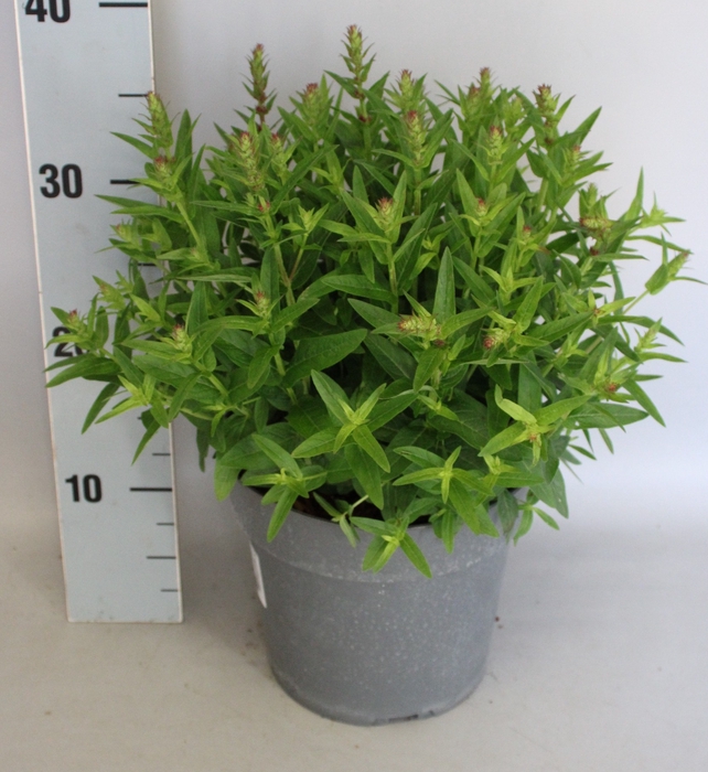 <h4>vaste planten 19 cm  Lythrum salicaria 'Robin'</h4>