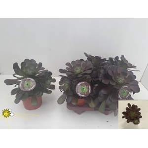 AEONIUM AB VELOURS