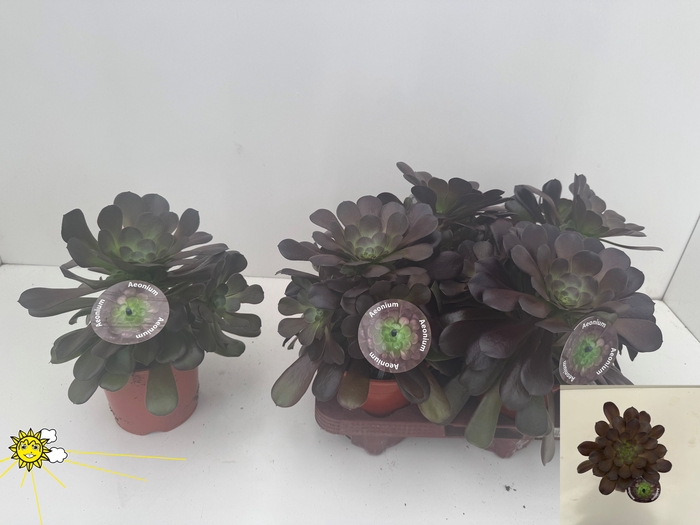 AEONIUM AB VELOURS