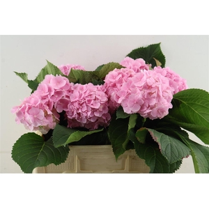 Hydr M Verena Pink 50-17