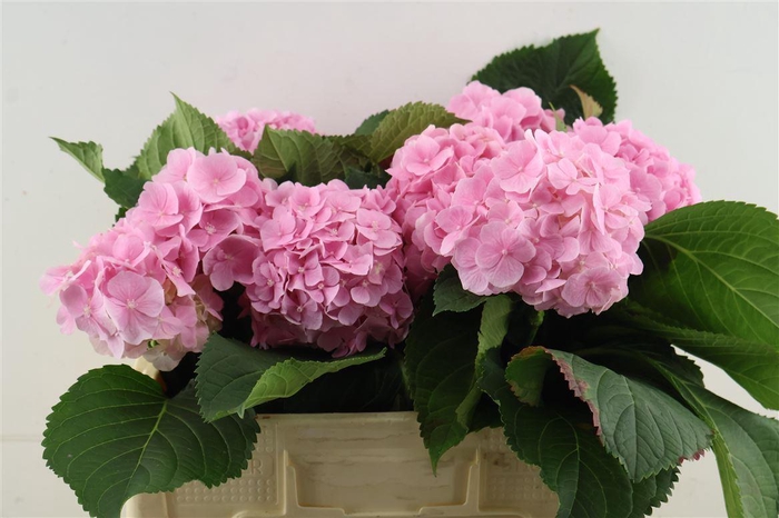 <h4>Hydr M Verena Pink 50-17</h4>