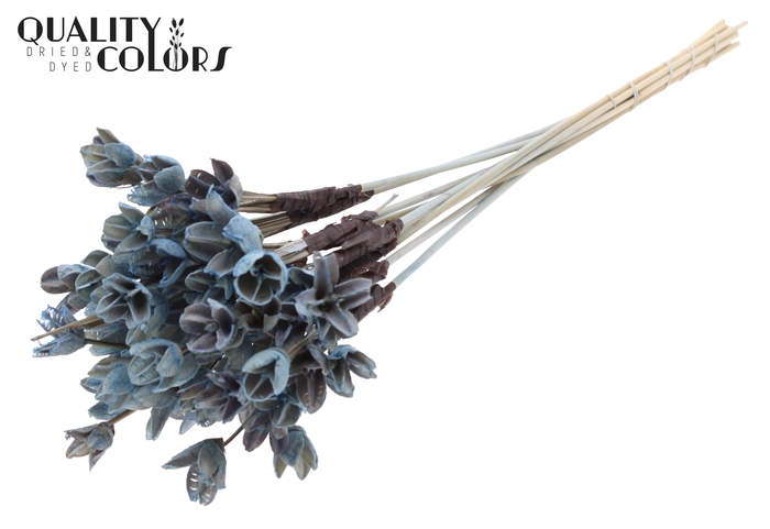 <h4>Bakuli On Stem Bleached Light Blue</h4>
