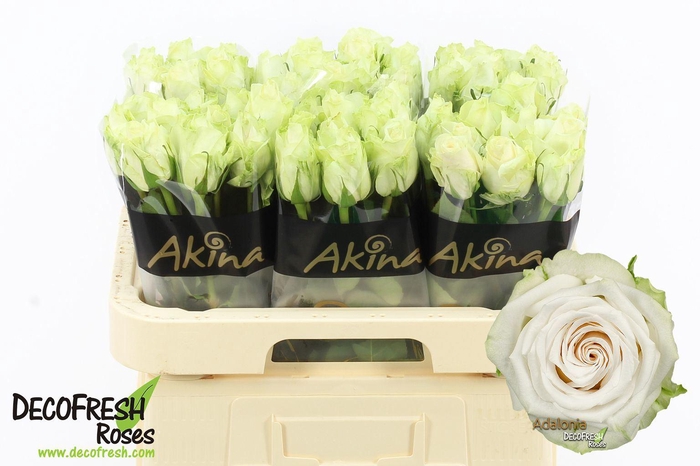 <h4>Rosa GR 'Adalonia'</h4>