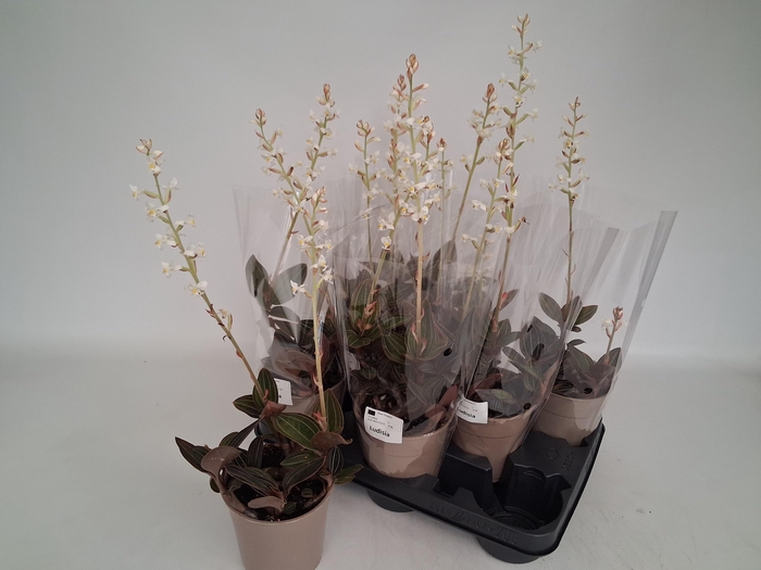 <h4>LUD DISCOLOR</h4>