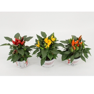 Capsicum annuum Favorit mix