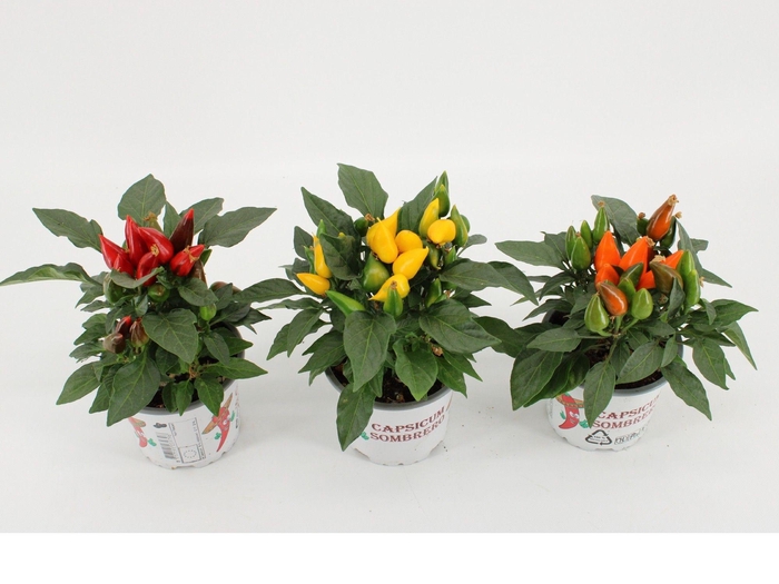 <h4>Capsicum annuum Favorit mix</h4>