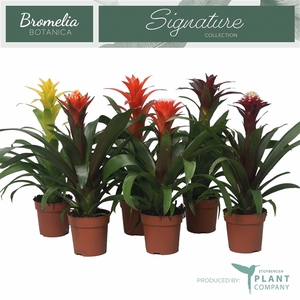 Bromelia variés 6 sortes
