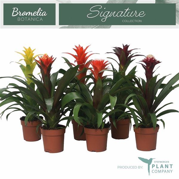 Bromelia variés 6 sortes