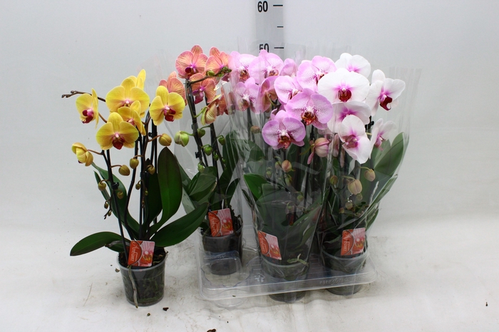 <h4>PHAL EL CASCADE</h4>