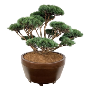 Pinus sylv. 'Watereri'