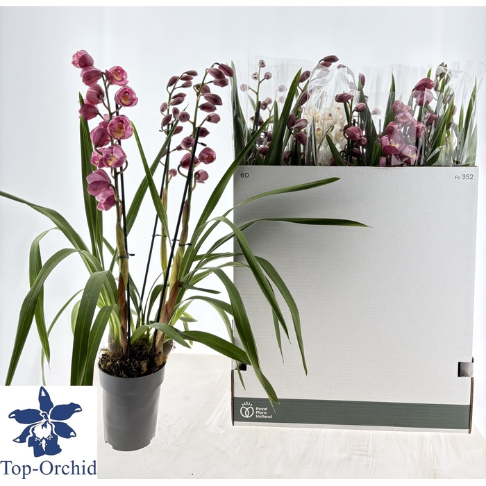 <h4>CYMB GEMENGD</h4>