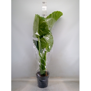 Alocasia gageana