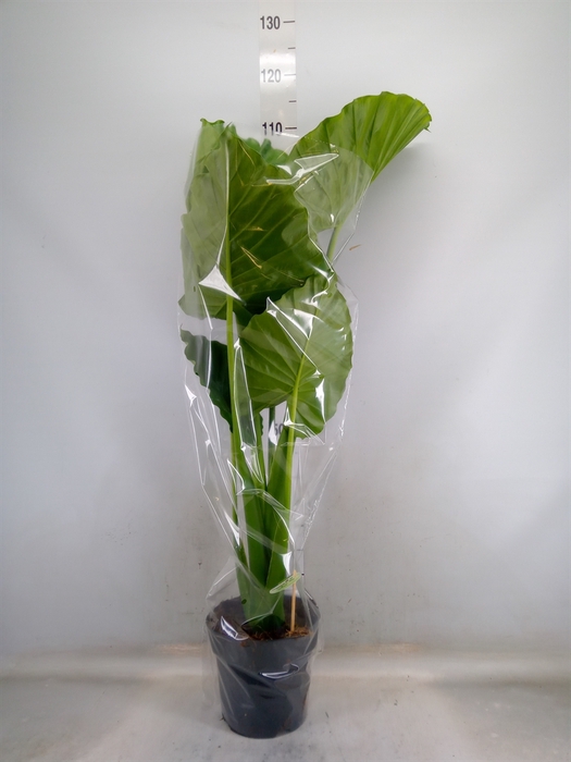 <h4>Alocasia gageana</h4>