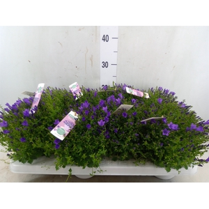 Campanula porten. 'Ambella In Prpl'